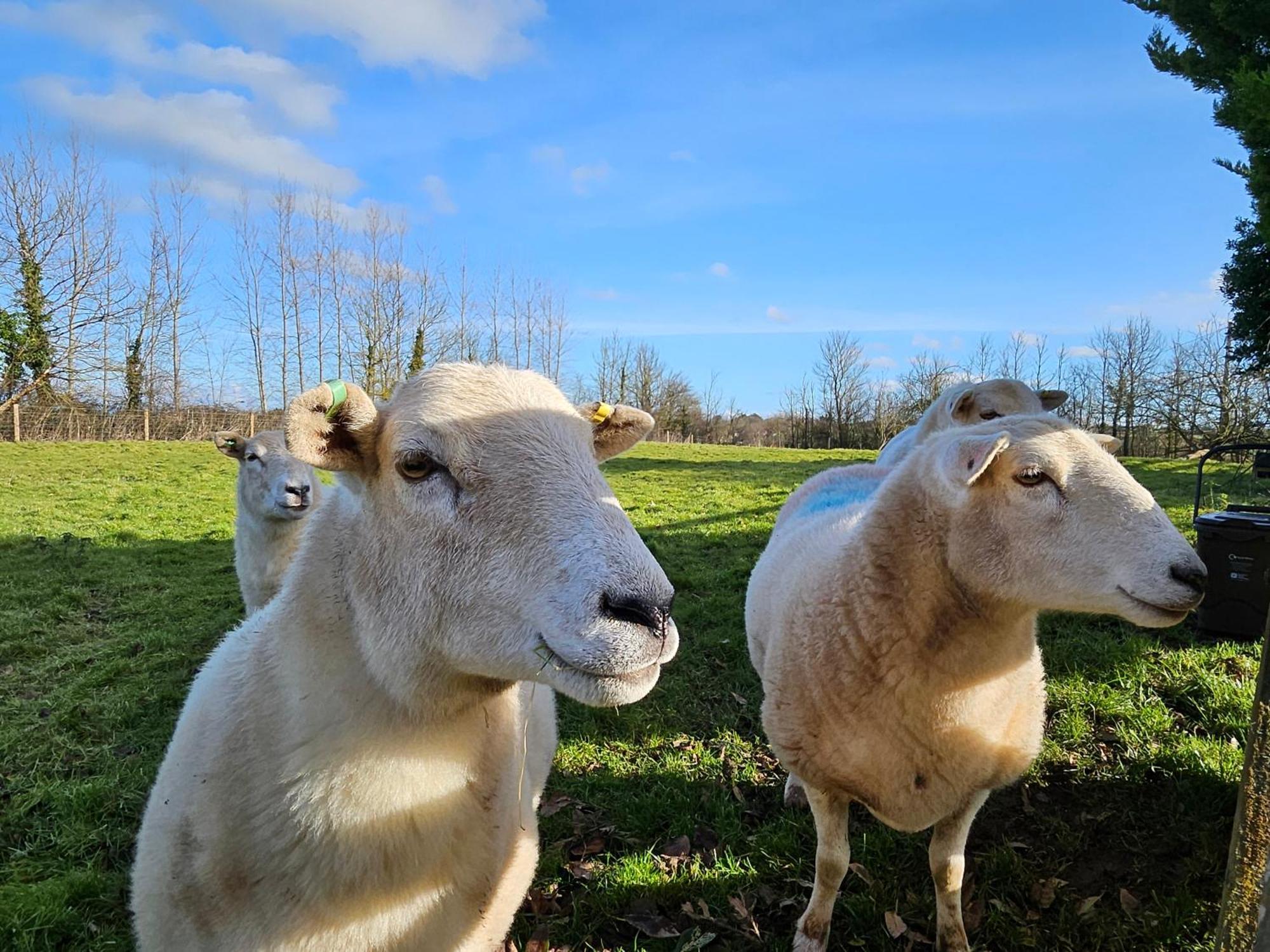 Sleeps 12, Stunning Dog Friendly Lodge, Rural Village Nether Stowey Eksteriør billede